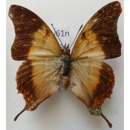 Charaxes zoolina (Westwood, 1850) Madagascar 46mm61n